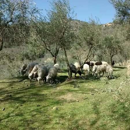 Borgo Mocale Agroturismo Castelfranco di Sopra